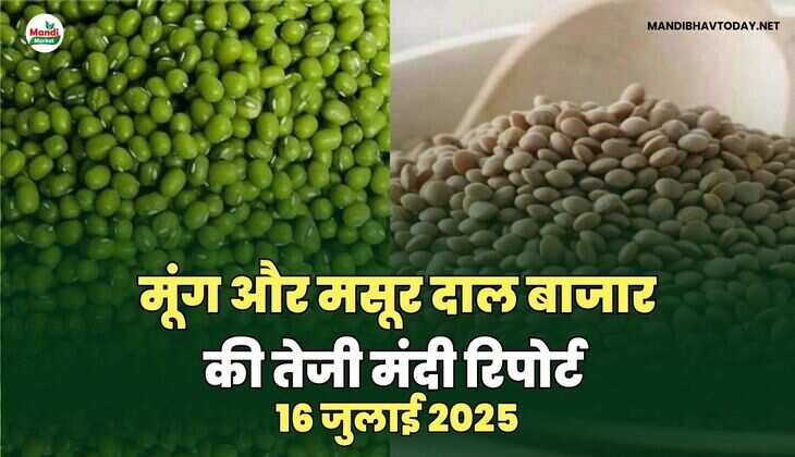 मसूर और मूंग  दाल की तेजी मंदी रिपोर्ट -16 जुलाई 2025