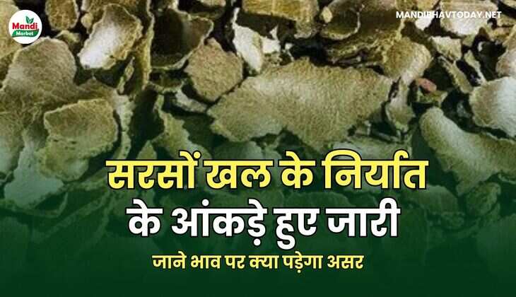 सरसों KHAL