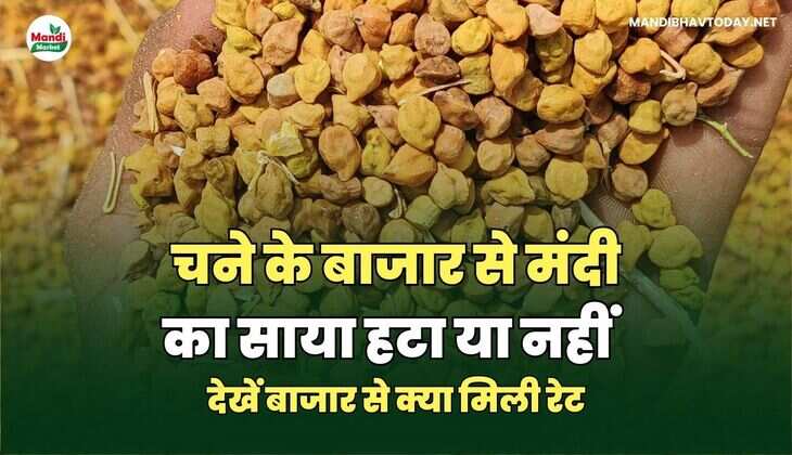 चने के बाजार से मंदी का साया हटा या नहीं | देखें बाजार से&nbsp;क्या&nbsp;मिली&nbsp;रेटmandibhavtoday