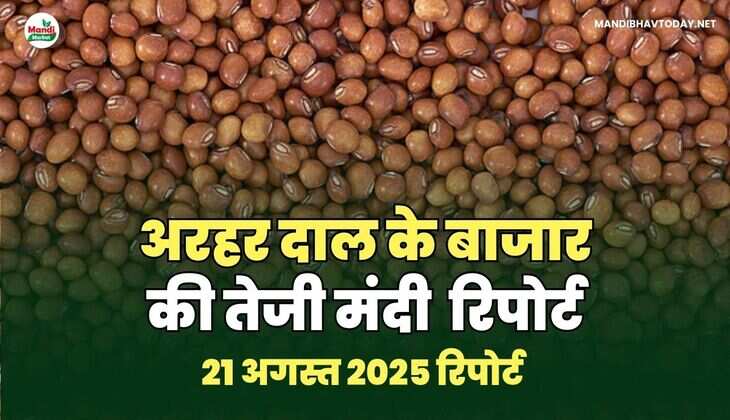 अरहर /तुवर  दाल की तेजी मंदी रिपोर्ट -21 AUG 2025