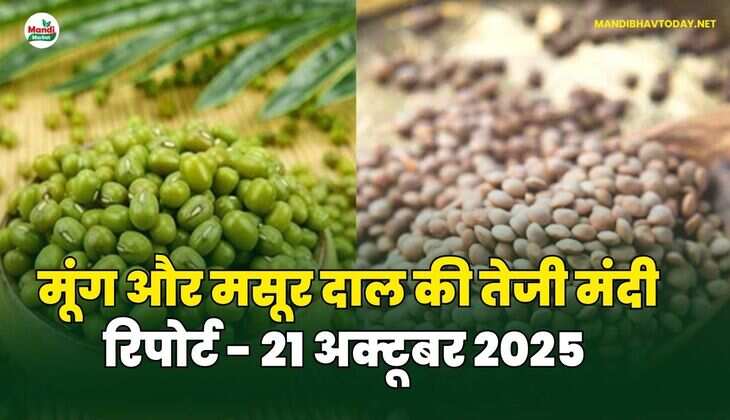 मूँग और मसूर दाल की तेजी मंदी रिपोर्ट - 21 अक्टूबर 2025 