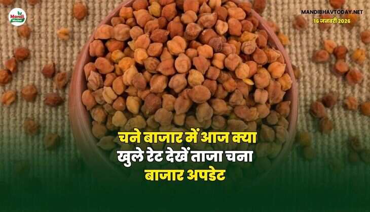 चने बाजार में आज क्या खुले रेट | देखें ताजा चना बाजार अपडेट