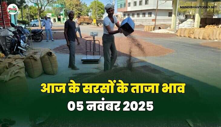 आज के सरसों के ताजा भाव | 05 नवंबर 2025