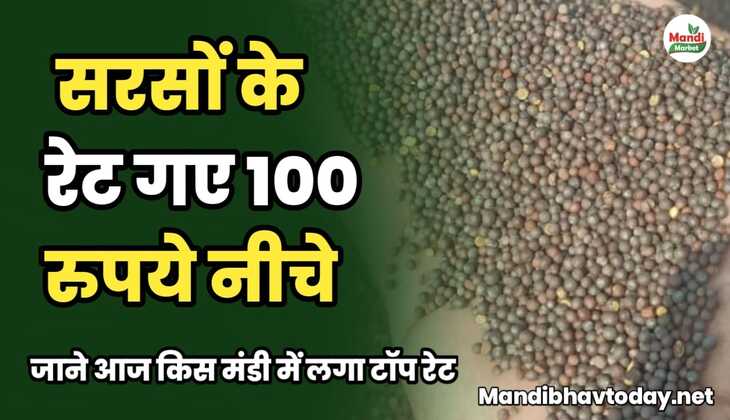 सरसों के रेट गए 100 रुपये नीचे | जाने आज किस मंडी में लगा टॉप रेट