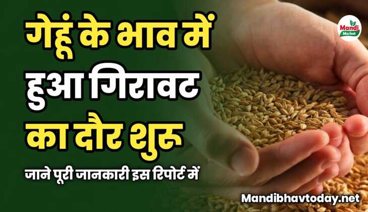 गेहूं के भाव में हुआ गिरावट का दौर शुरू | जाने पूरी जानकारी इस रिपोर्ट में 