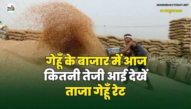 गेहूँ के बाजार में आज कितनी तेजी आई | देखें ताजा गेहूँ रेट