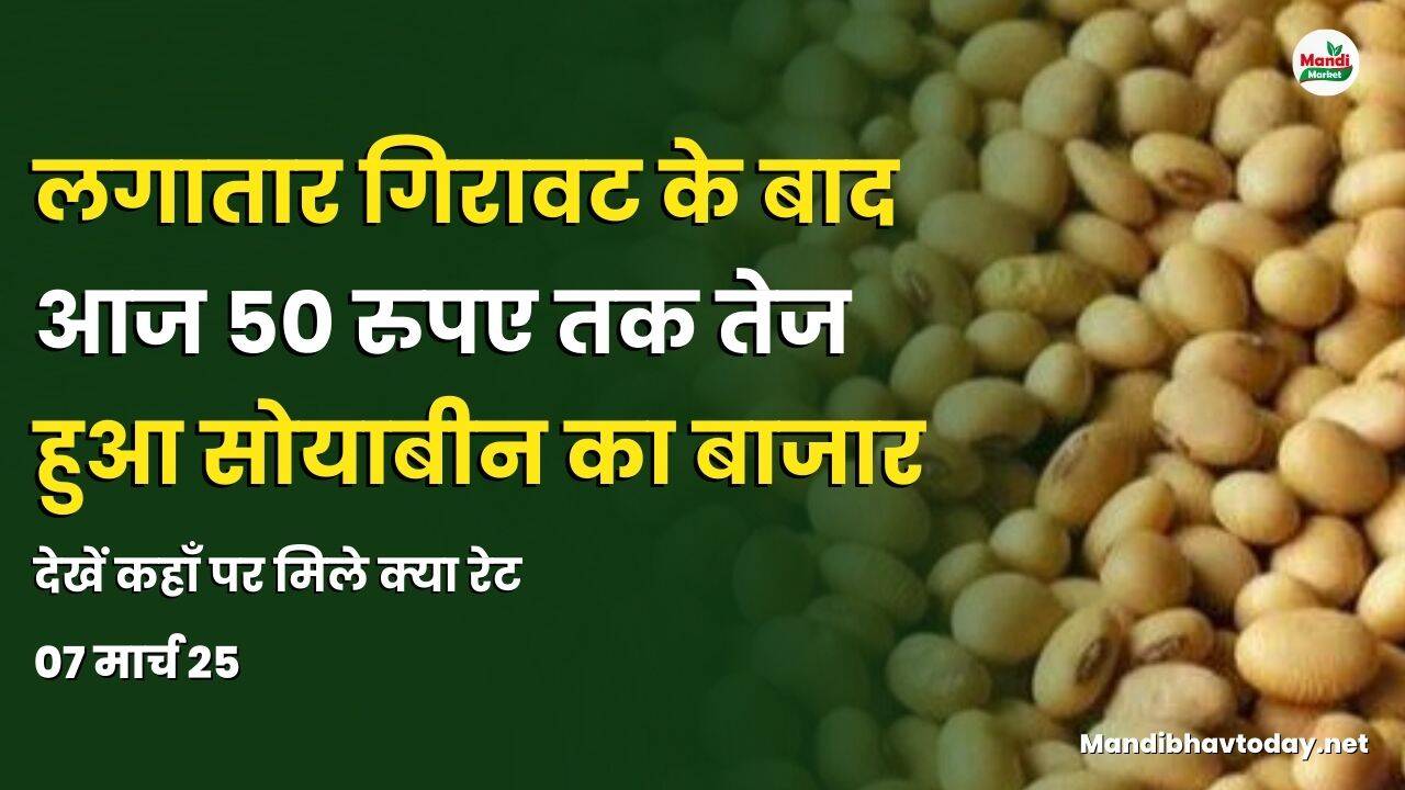 लगातार गिरावट के बाद आज 50 रुपए तक तेज हुआ सोयाबीन का बाजार | देखें कहाँ पर मिले क्या रेट