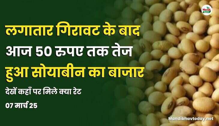 लगातार गिरावट के बाद आज 50 रुपए तक तेज हुआ सोयाबीन का बाजार | देखें कहाँ पर मिले क्या रेट