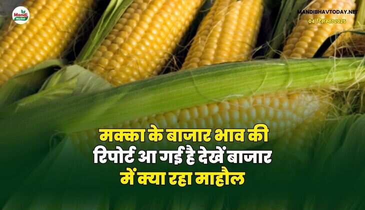 मक्का के बाजार भाव की रिपोर्ट आ गई है | देखें बाजार में क्या रहा माहौल