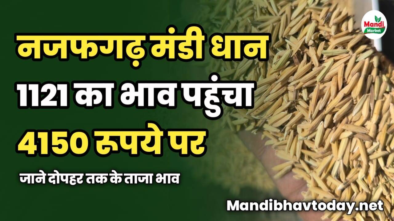 नजफगढ़ मंडी धान 1121 का भाव पहुंचा 4150 रूपये पर | जाने दोपहर तक के ताजा भाव