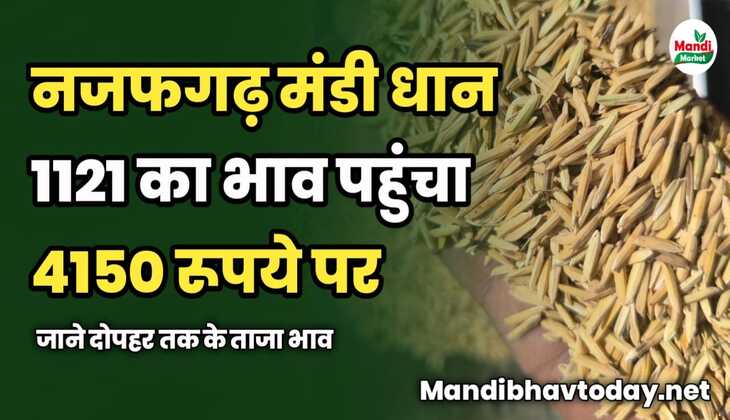 नजफगढ़ मंडी धान 1121 का भाव पहुंचा 4150 रूपये पर | जाने दोपहर तक के ताजा भाव 
