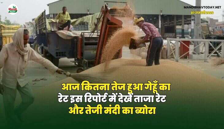 आज कितना तेज हुआ गेहूँ का रेट | इस रिपोर्ट में देखें ताजा रेट और तेजी मंदी का ब्योरा