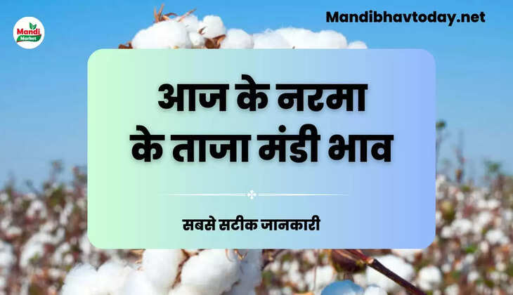 देखे आज के नरमा और कपास के ताजा मंडी भाव | kapas ke mandi bhav 26 November 2024