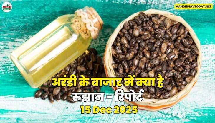 अरंडी के बाजार में क्या है रुझान - रिपोर्ट