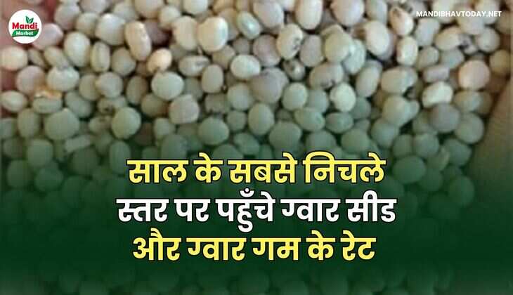 साल के सबसे निचले स्तर पर पहुँचे ग्वार सीड और ग्वार गम के रेट  