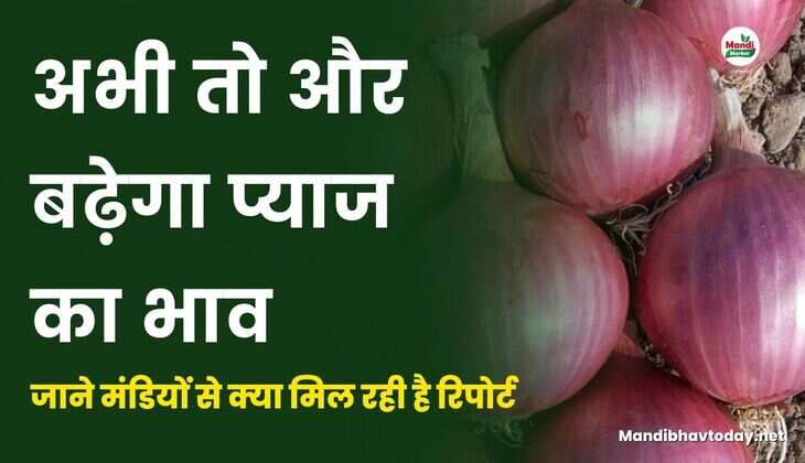 अभी तो और बढ़ेगा प्याज का भाव | जाने मंडियों से क्या मिल रही है रिपोर्ट