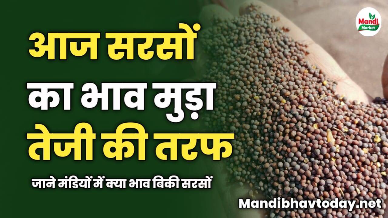 आज सरसों का भाव मुड़ा तेजी की तरफ | जाने मंडियों में क्या भाव बिकी सरसों