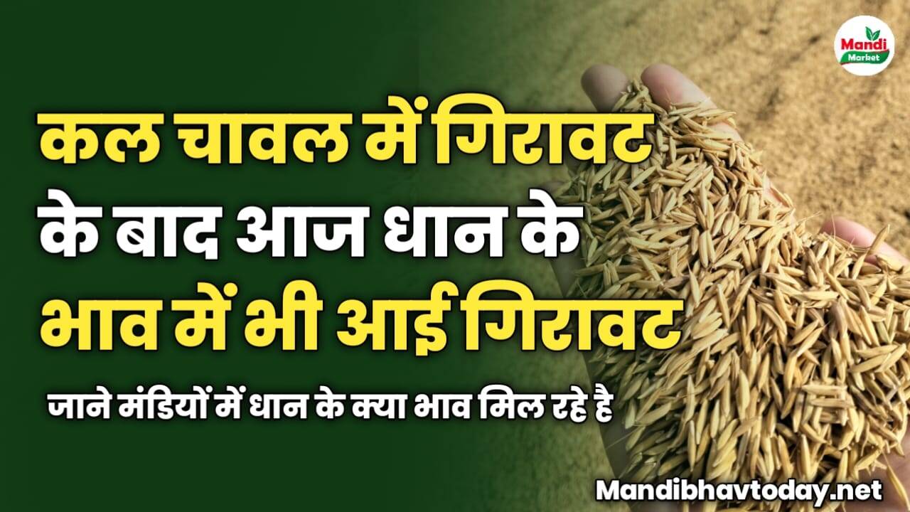 कल चावल में गिरावट के बाद आज धान के भाव में भी आई गिरावट | जाने मंडियों में धान के क्या भाव मिल रहे है
