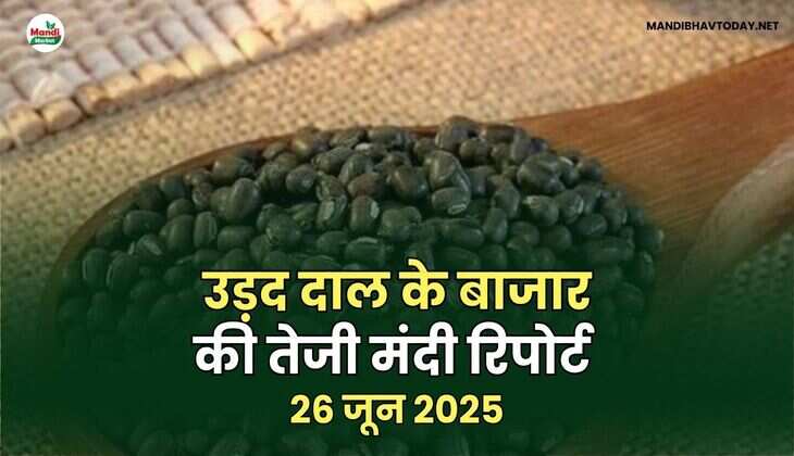 उड़द तेजी मंदी रिपोर्ट - 26 जून 2025
