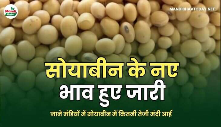  जाने मंडियों में सोयाबीन में कितनी तेजी मंदी आई