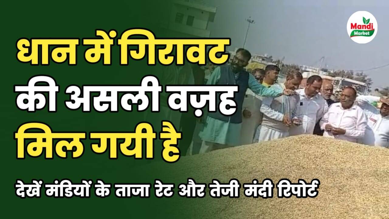 बासमती तेजी मंदी रिपोर्ट