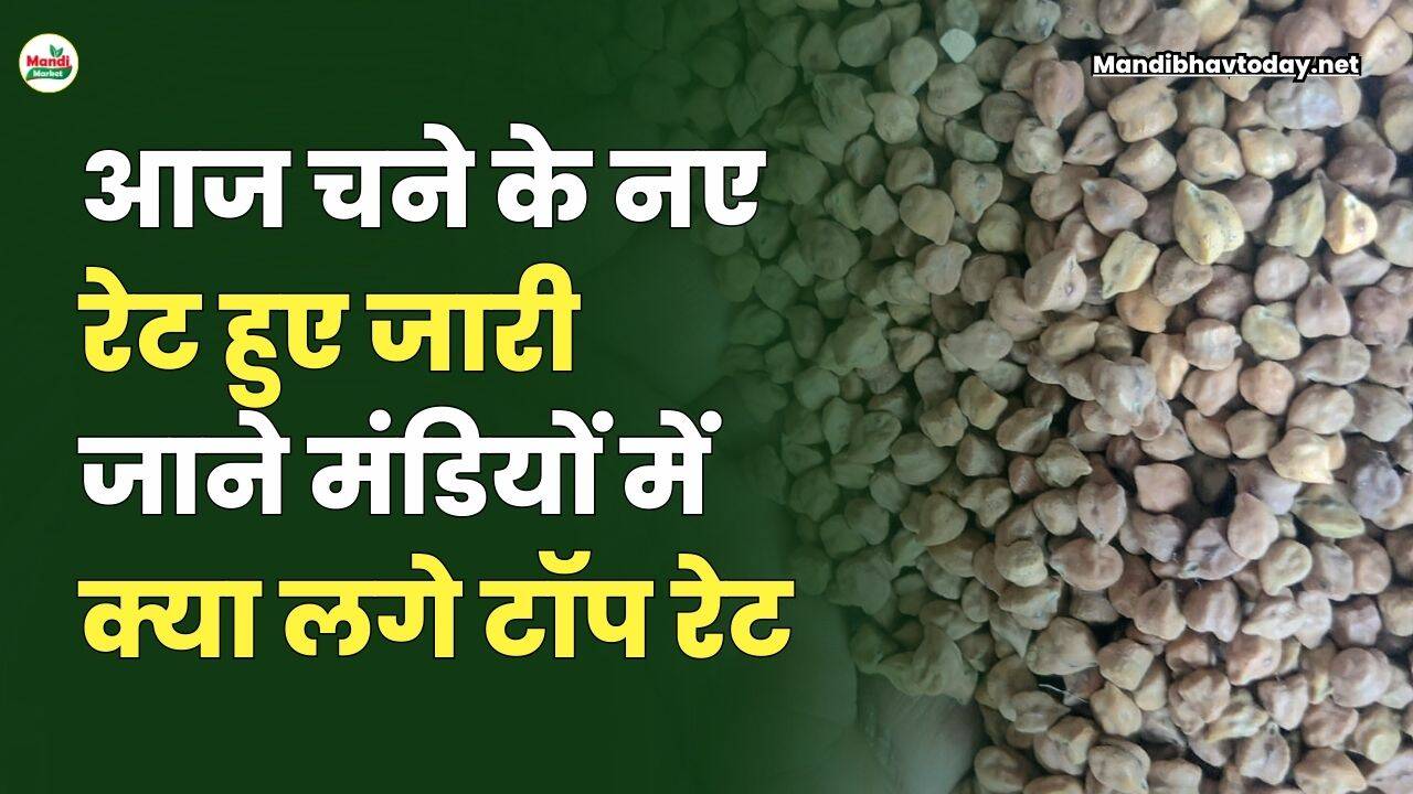 चने के नए रेट हुए जारी | जाने मंडियों में क्या लगे टॉप रेट