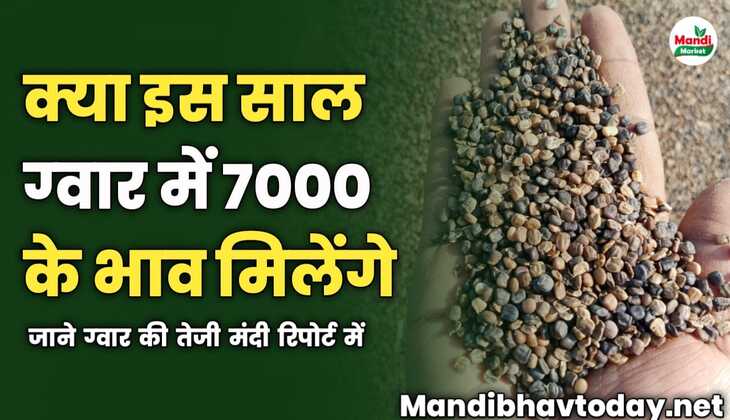 क्या इस साल ग्वार में 7000 के भाव मिलेंगे | जाने ग्वार की तेजी मंदी रिपोर्ट में