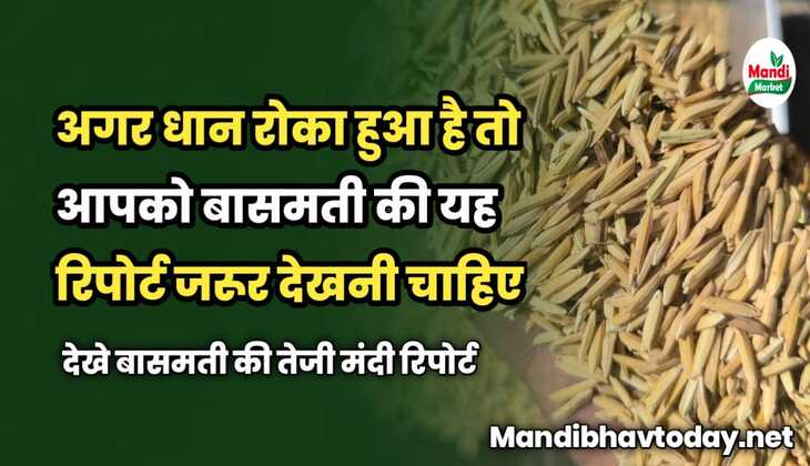अगर धान रोका हुआ है तो आपको बासमती की यह रिपोर्ट जरूर देखनी चाहिए