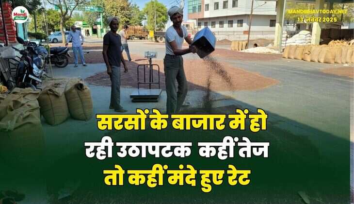 सरसों के बाजार में हो रही उठापटक | कहीं तेज तो कहीं मंदे हुए रेट