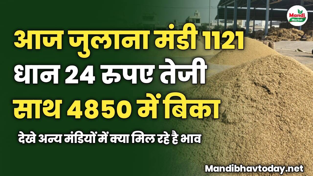आज जुलाना मंडी 1121 धान 24 रुपए तेजी साथ 4850 में बिका | देखे अन्य मंडियों में क्या मिल रहे है भाव