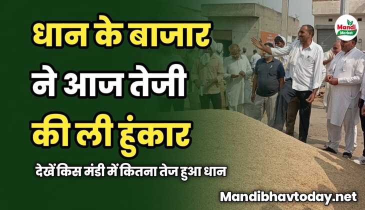 धान के बाजार ने आज तेजी की ली हुंकार | देखें किस मंडी में कितना तेज हुआ धान