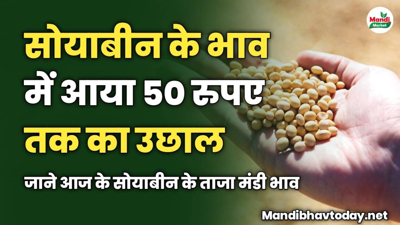 सोयाबीन के भाव में आया 50 रुपए तक का उछाल | जाने आज के सोयाबीन के ताजा मंडी भाव