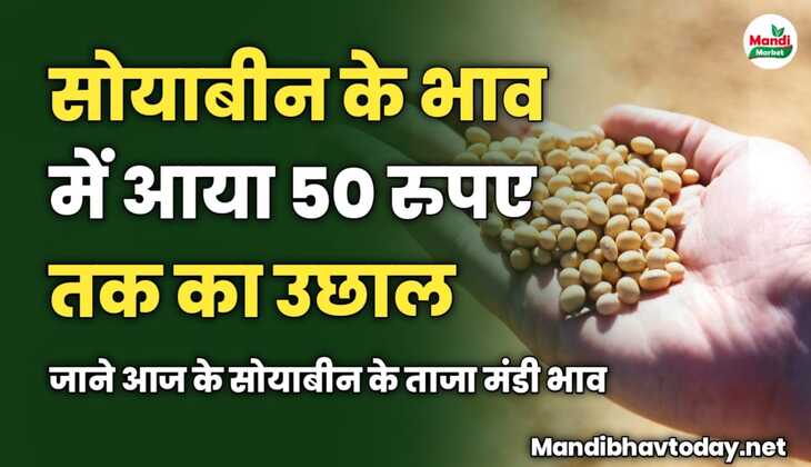 सोयाबीन के भाव में आया 50 रुपए तक का उछाल | जाने आज के सोयाबीन के ताजा मंडी भाव 