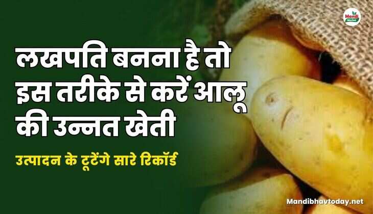 लखपति बनना है तो इस तरीके से करें आलू की उन्नत खेती | उत्पादन के टूटेंगे सारे रिकॉर्ड