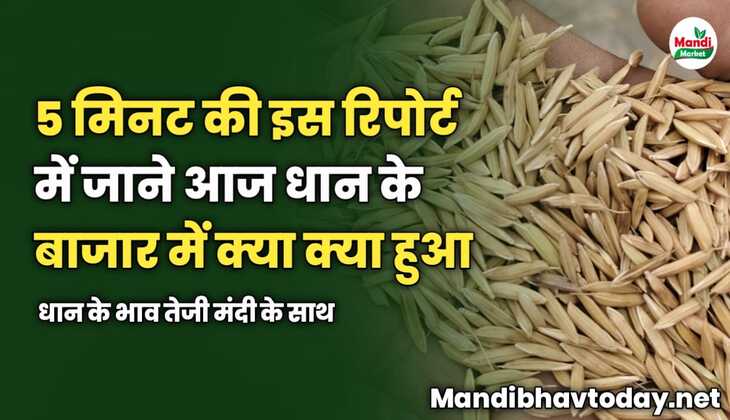 5 मिनट की इस रिपोर्ट में जाने आज धान के बाजार में क्या क्या हुआ | धान के भाव तेजी मंदी के साथ