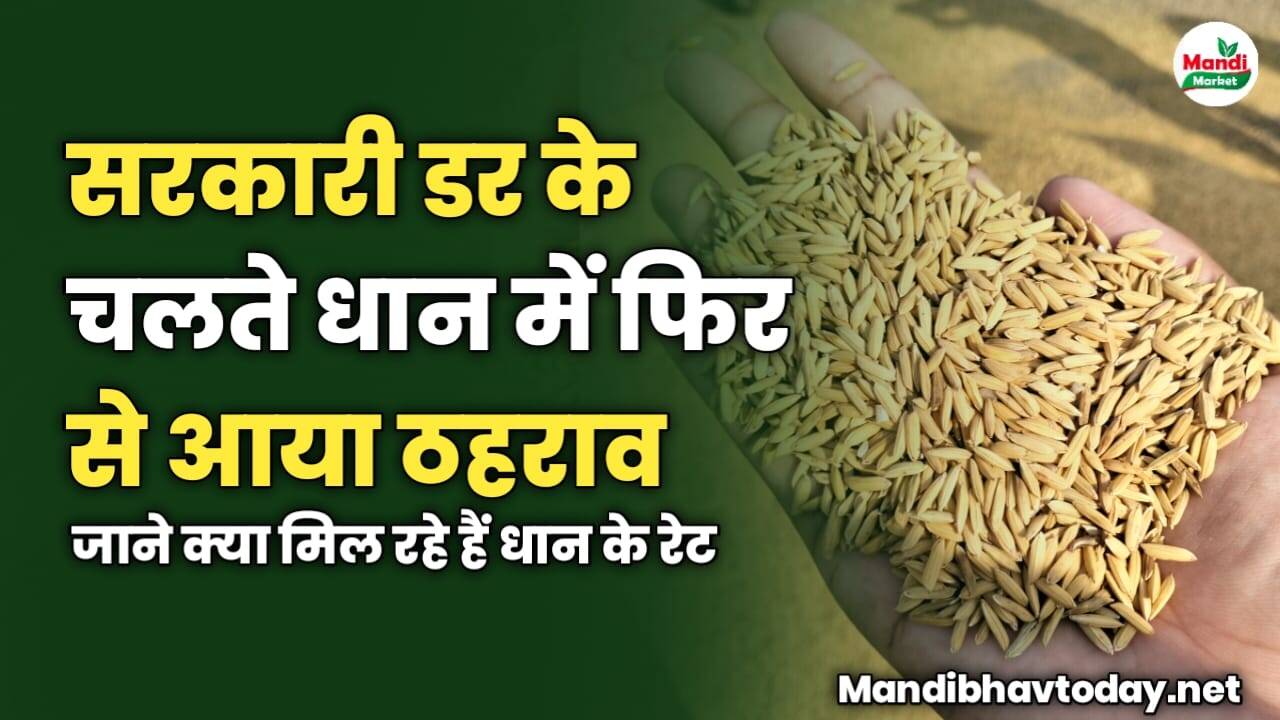 सरकारी डर के चलते धान में फिर से आया ठहराव | जाने क्या मिल रहे हैं धान के रेट