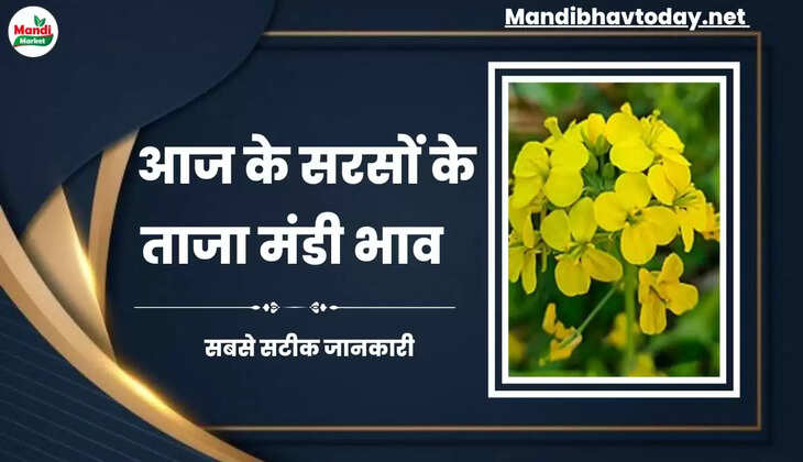 Sarso Live Rate Today 10 Dec 2022 