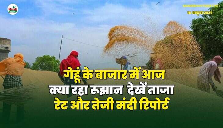 गेहूं के बाजार में आज क्या रहा रूझान | देखें ताजा रेट और तेजी मंदी रिपोर्ट