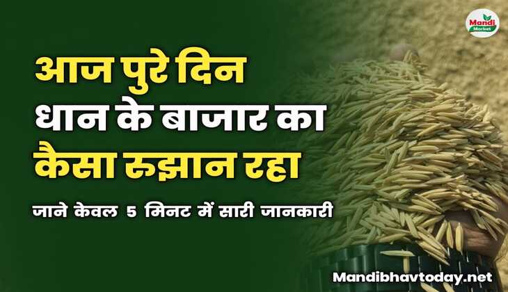 आज पुरे दिन धान के बाजार का कैसा रहा रुझान | जाने केवल 5 मिनट में सारी जानकारी 
