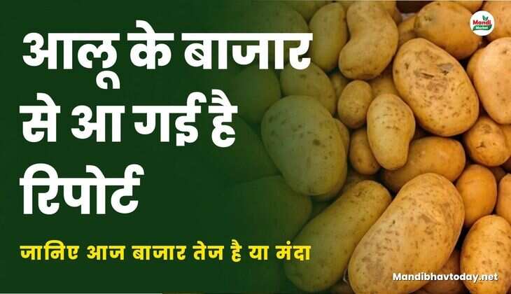 आलू के बाजार से आ गई है रिपोर्ट | जानिए आज बाजार तेज है या मंदा