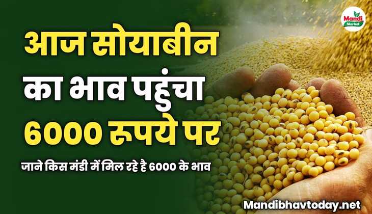 आज सोयाबीन का भाव पहुंचा 6000 रूपये पर | जाने किस मंडी में मिल रहे है 6000 के भाव 