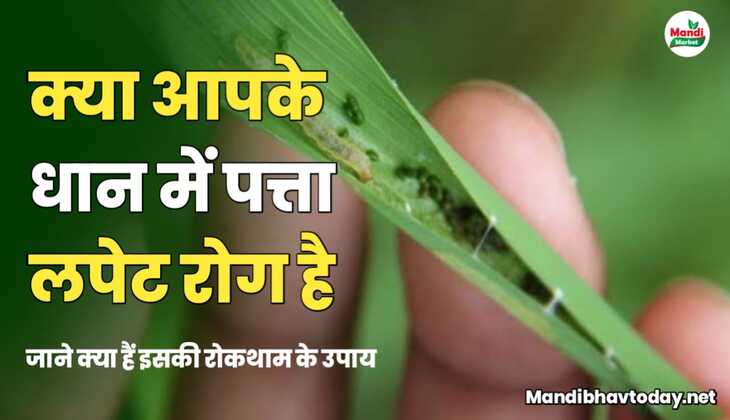 धान में पत्ता लपेटक बीमारी और इसकी रोकथाम के लिए जरूरी रिपोर्ट 
