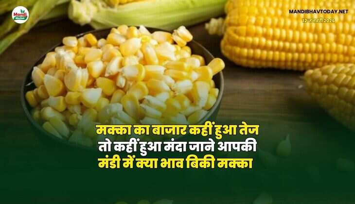 मक्का का बाजार कहीं हुआ तेज तो कहीं हुआ मंदा | जाने आपकी मंडी में क्या भाव बिकी मक्का