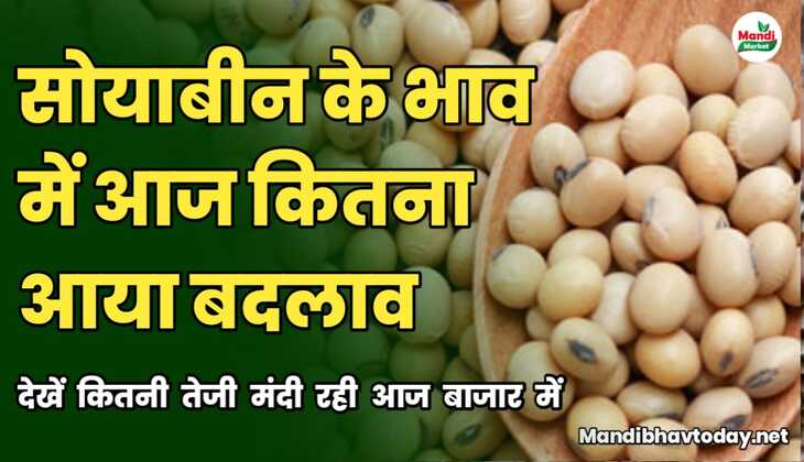 सोयाबीन के बाजार में मजबूती ने दिए दस्तक | जाने क्या रहे आज बाजार के रेट 