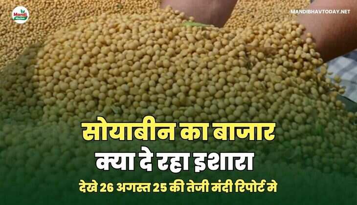 सोयाबीन का बाजार क्या दे रहा इशारा - तेजी मंदी रिपोर्ट 