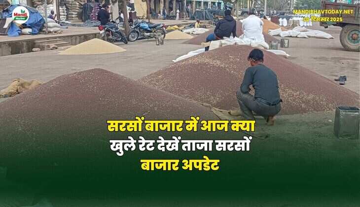 सरसों बाजार में आज क्या खुले रेट | देखें ताजा सरसों बाजार अपडेट