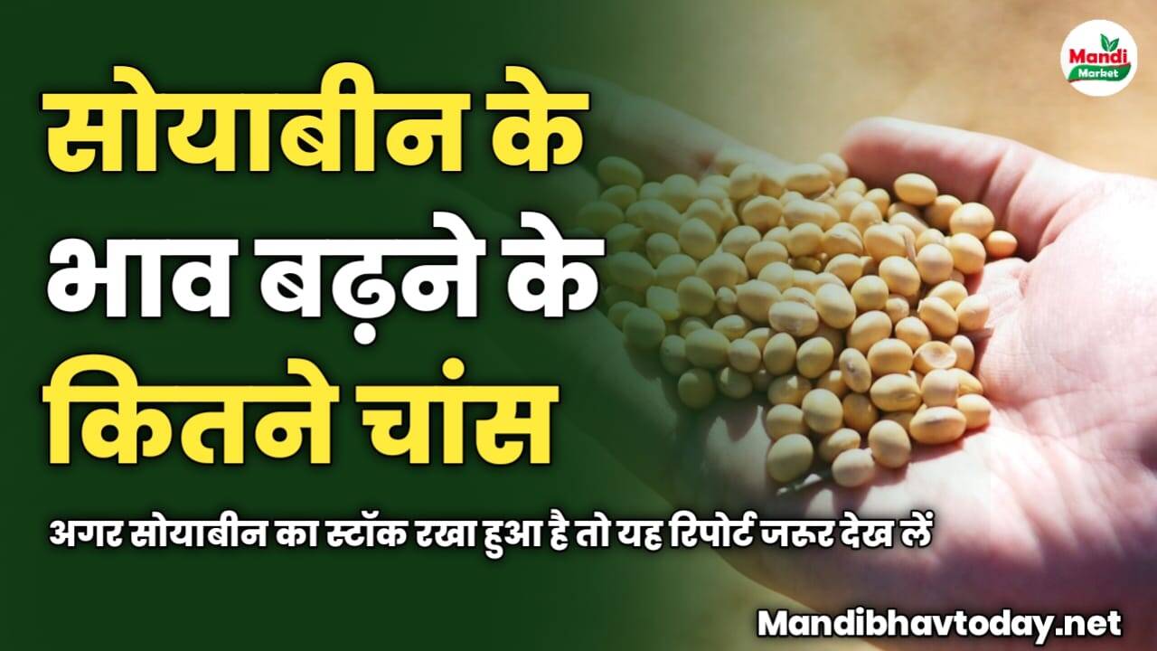 सोयाबीन के भाव बढ़ने के कितने चांस | अगर सोयाबीन का स्टॉक रखा हुआ है तो यह रिपोर्ट जरूर देख लें