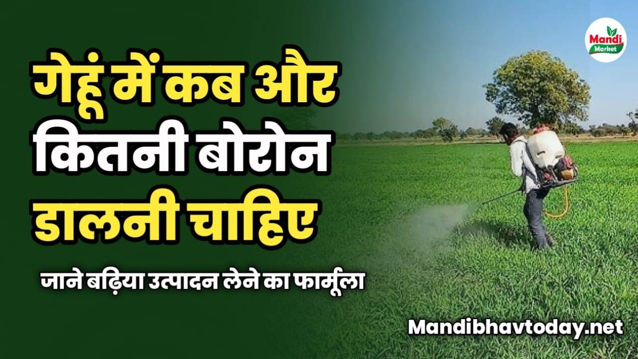 गेहूं में कब और कितनी बोरोन डालनी चाहिए | जाने बढ़िया उत्पादन लेने का फार्मूला