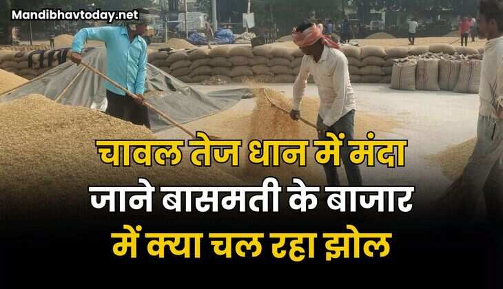 चावल तेज धान में मंदा | जाने बासमती के बाजार में क्या चल रहा झोल