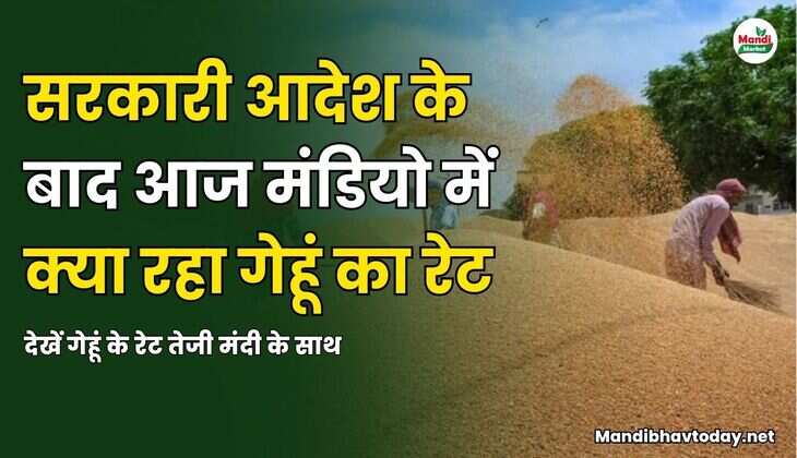 देखें गेहूं के रेट तेजी मंदी के साथ